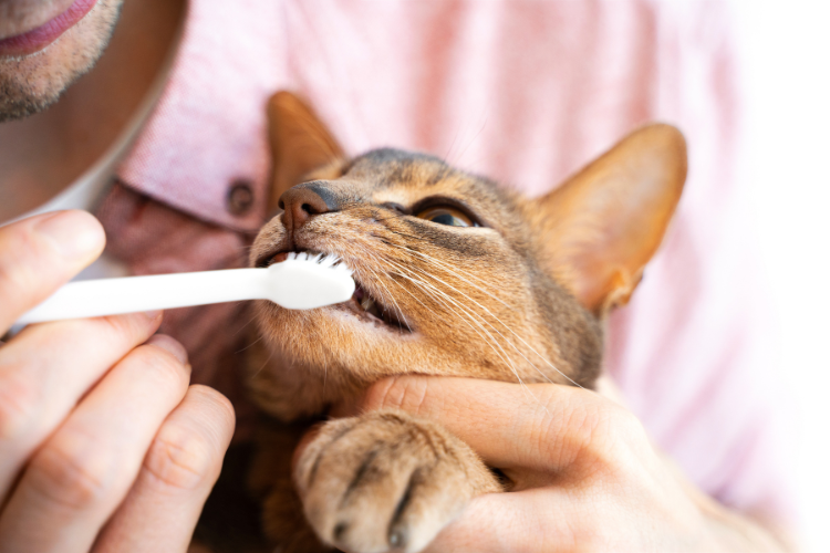 brushing-cats-teeth-at-home.png